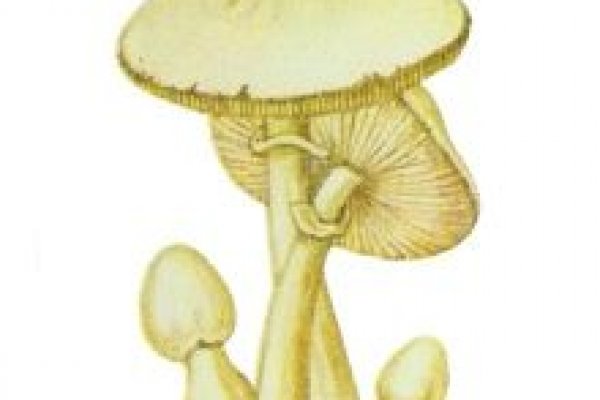 Официальный ссылка на рамп ramponion com