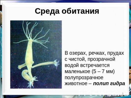Tor сайт omg