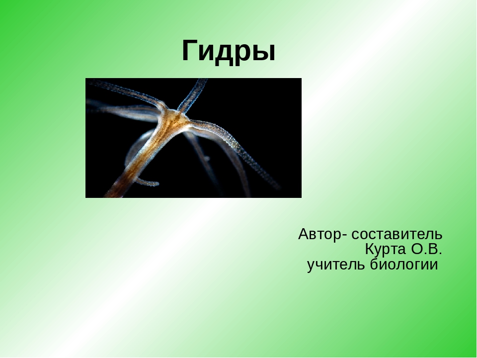Мега официальная ссылка на тор